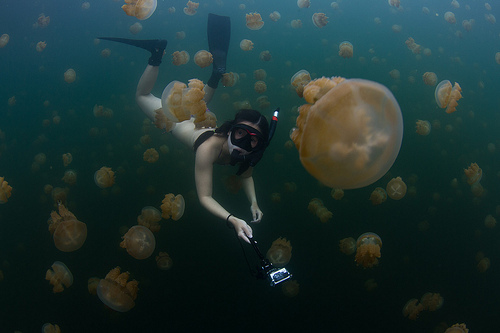 nadar medusas