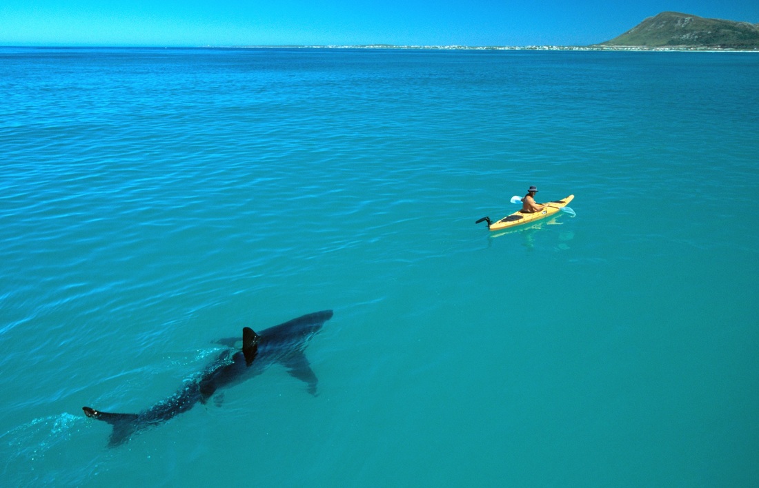 tiburón kayak