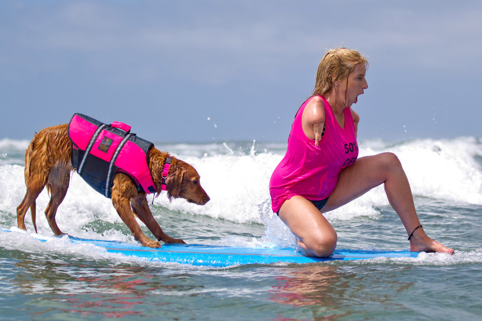 perro surfista